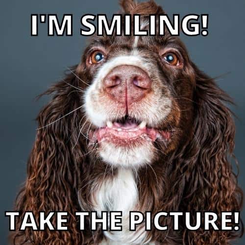50+ Paww-dorable Smiling Dog Memes to Light Up Your Day | Puns Captions